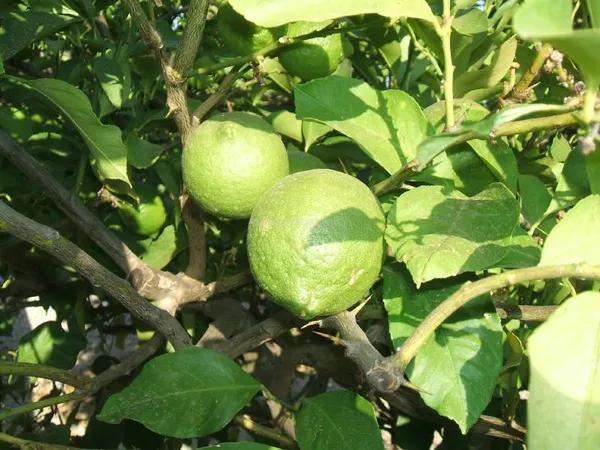 Thai_Hybrid_Kagaji_Lemon_Live_Fruit_Plant_&_Tree_(1.5-3.5_Ft_Hight)_For_Home_Gardening_(Pack_Of_1)