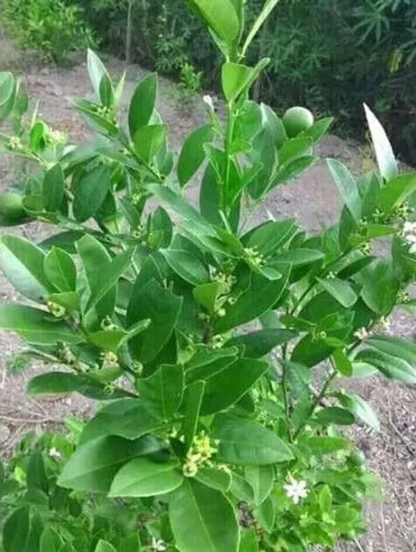 Thai_Hybrid_Kagaji_Lemon_Live_Fruit_Plant_&_Tree_(1.5-3.5_Ft_Hight)_For_Home_Gardening_(Pack_Of_1)