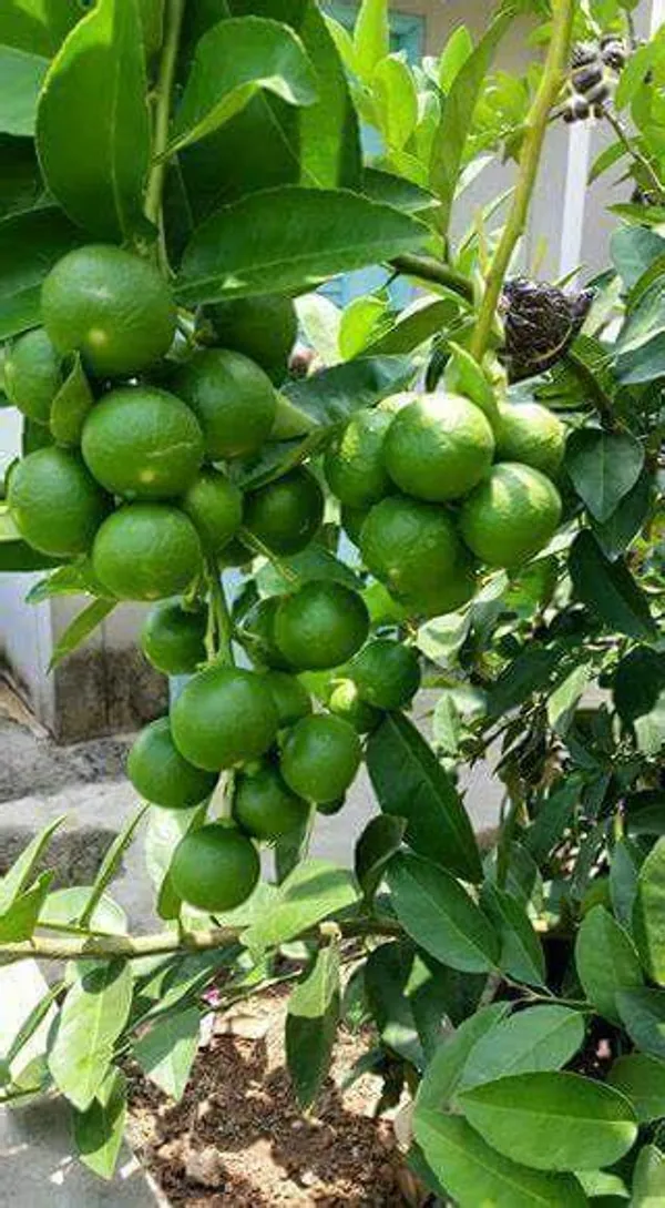 Thai_Hybrid_Kagaji_Lemon_Live_Fruit_Plant_&_Tree_(1.5-3.5_Ft_Hight)_For_Home_Gardening_(Pack_Of_1)