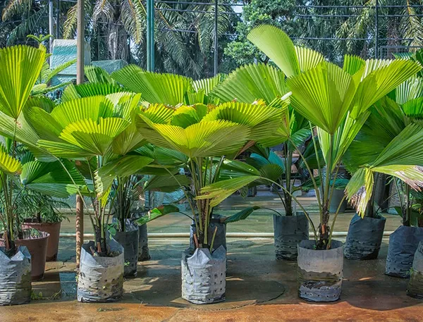 Chaina_Hybrid_Fan_Plam_Indoor__Plant