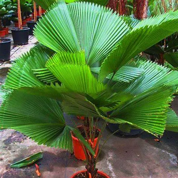Chaina_Hybrid_Fan_Plam_Indoor__Plant