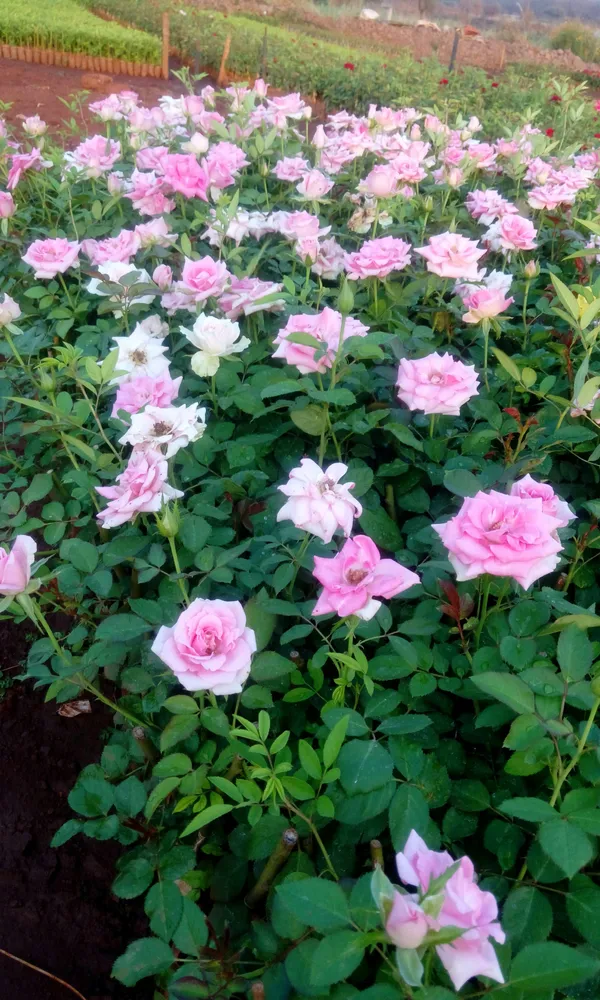 Pink_Dutch_Hybrid_Flower_Live_Plant