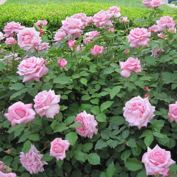 Pink_Dutch_Hybrid_Flower_Live_Plant