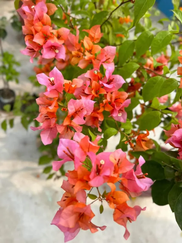Multicolour_Grafted_Bougainvillea_Live_Flower_Plant
