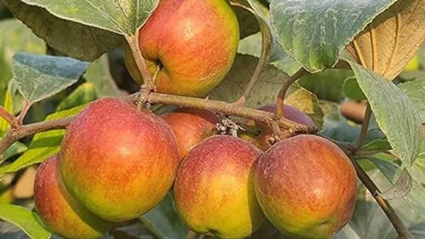 Ball_Sundari_Ber_Apple_Live_Fruit_Plant_&_Tree_(Grafted)_For_Sweet_Home_Garden_Hybrid_Ber_Apple_Live_Plant_(1.5-3.5_Ft_Hight)_Pack_Of_1