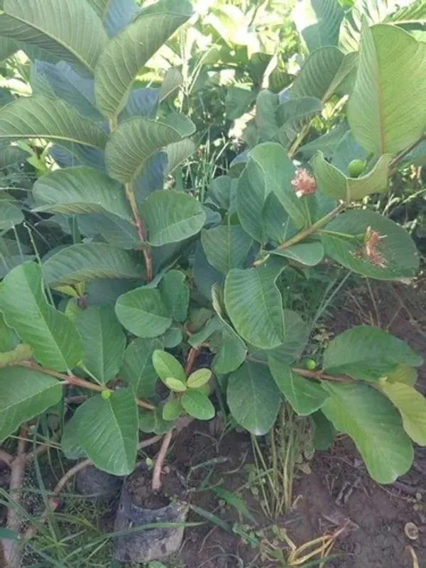 Dimond_Grafted_Red_Guava_Live_Hybrid_Plant_1.5-3.5_Ft