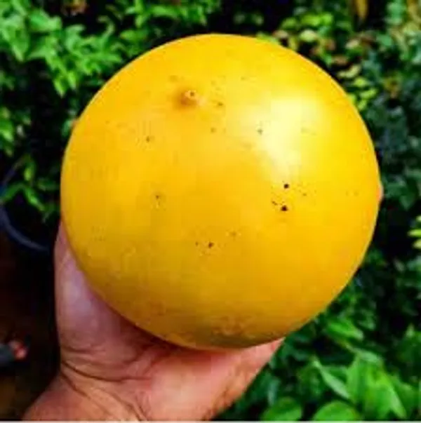 GREENERY_NURSERY_Rare_Exotic_Giant_Abiu_Fruit_1_Healthy_Live_Plant_NEAR_TO_1KG