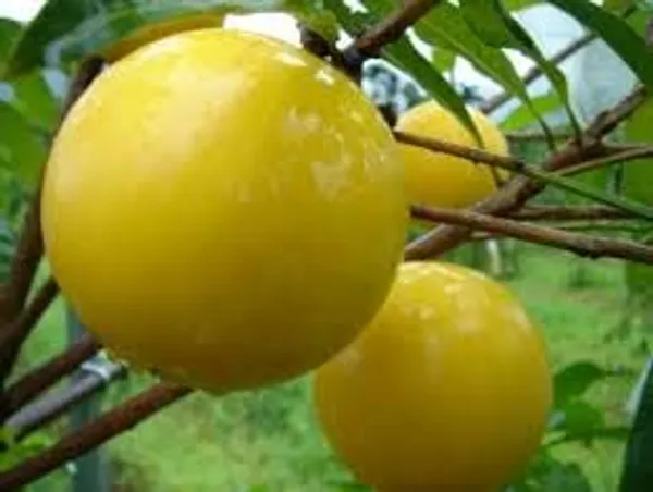 GREENERY_NURSERY_Rare_Exotic_Giant_Abiu_Fruit_1_Healthy_Live_Plant_NEAR_TO_1KG