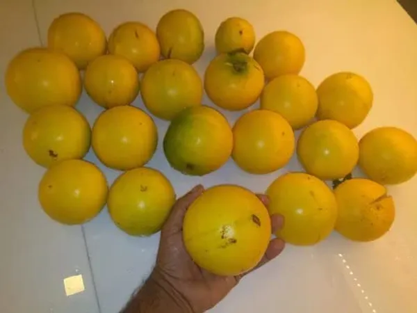 GREENERY_NURSERY_Rare_Exotic_Giant_Abiu_Fruit_1_Healthy_Live_Plant_NEAR_TO_1KG