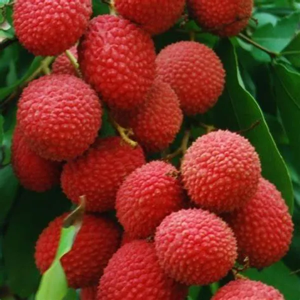 Muzaffar_litchi_Plant