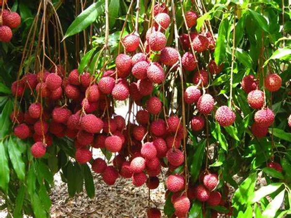 Muzaffar_litchi_Plant