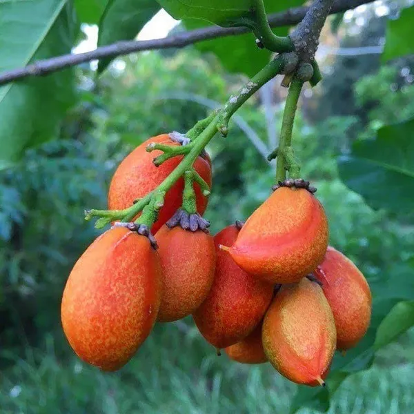 Rare_Bunchosia_Glandulifera_Peanut_Butter_Fruit_Tree_Plant_1_Healthy_Plant_in_Polybag