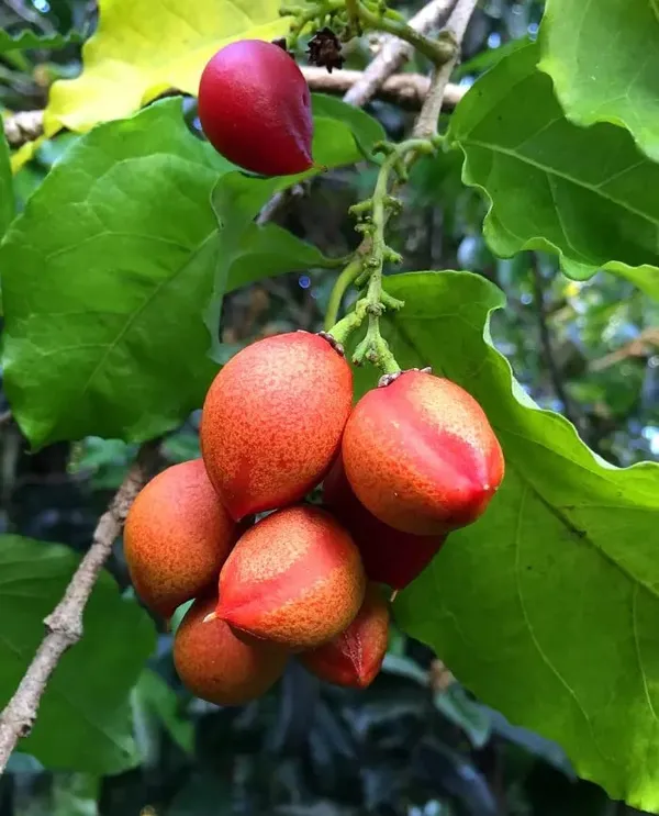 Rare_Bunchosia_Glandulifera_Peanut_Butter_Fruit_Tree_Plant_1_Healthy_Plant_in_Polybag