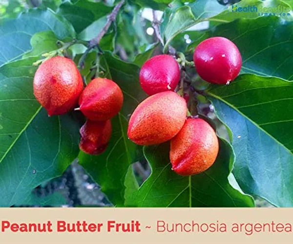 Rare_Bunchosia_Glandulifera_Peanut_Butter_Fruit_Tree_Plant_1_Healthy_Plant_in_Polybag