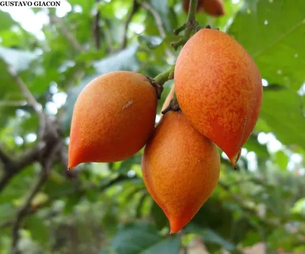 Rare_Bunchosia_Glandulifera_Peanut_Butter_Fruit_Tree_Plant_1_Healthy_Plant_in_Polybag
