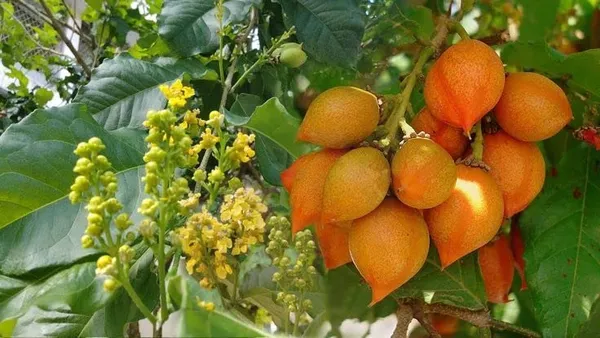 Rare_Bunchosia_Glandulifera_Peanut_Butter_Fruit_Tree_Plant_1_Healthy_Plant_in_Polybag