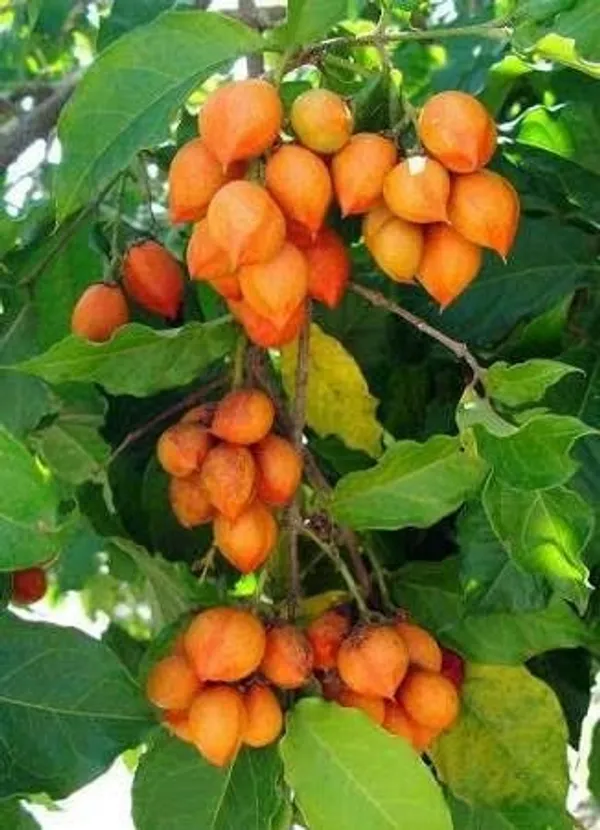 Rare_Bunchosia_Glandulifera_Peanut_Butter_Fruit_Tree_Plant_1_Healthy_Plant_in_Polybag