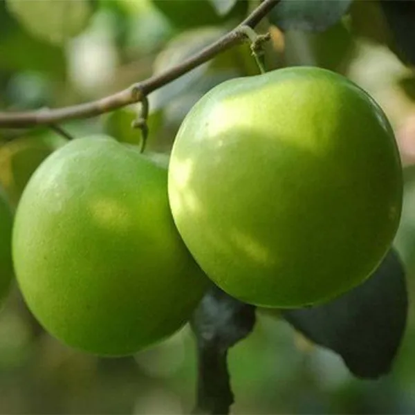 Elephant_Apple_Ber_Kul_Tree_&_Plant_GRAFTED