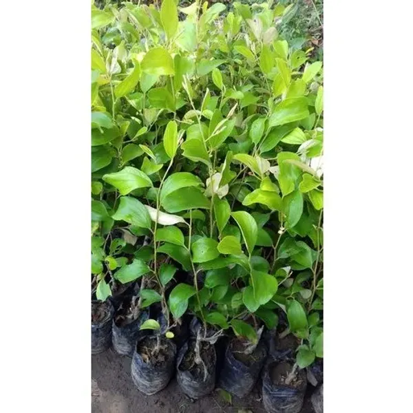 Elephant_Apple_Ber_Kul_Tree_&_Plant_GRAFTED