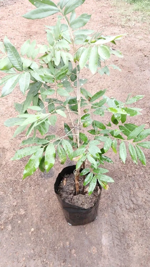 ORIGINAL_VIETNAM_4_SEASON_LONGAN_PLANT