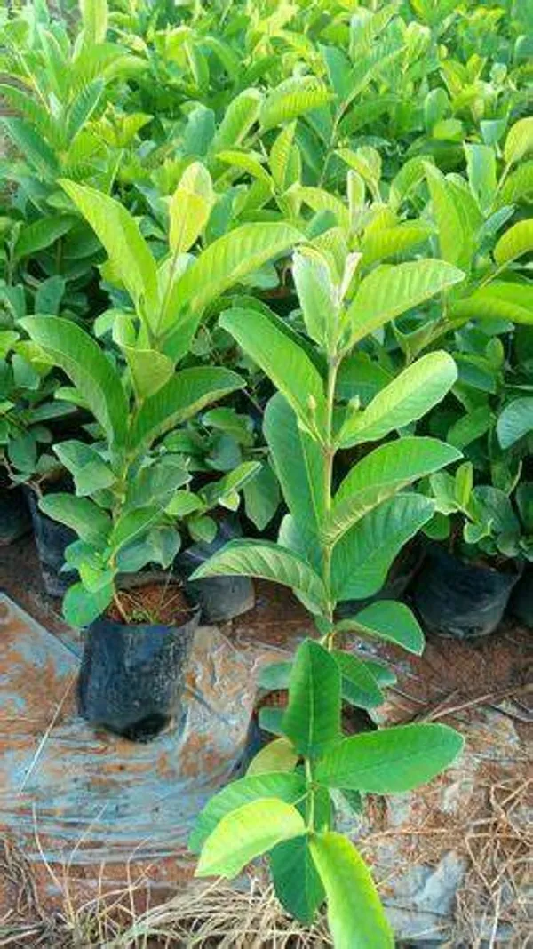 Punjab_Grafted_Guava_Hybrid_1.5-3.5_Ft_Plant
