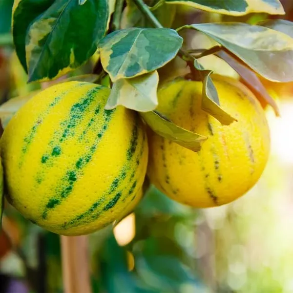 Variegated_Pink_Lemon_Plant_&_Tree_Live_Plants_&_Tree1-1.5_Ft_Size_Hybrid_healthy_Plant_and_Tree__1_YEAR_OLD_PLANT_&_TREE