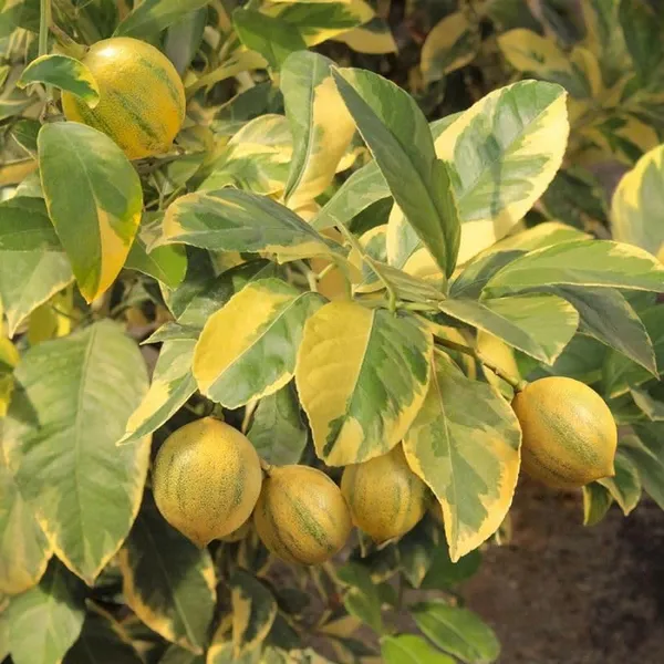 Variegated_Pink_Lemon_Plant_&_Tree_Live_Plants_&_Tree1-1.5_Ft_Size_Hybrid_healthy_Plant_and_Tree__1_YEAR_OLD_PLANT_&_TREE
