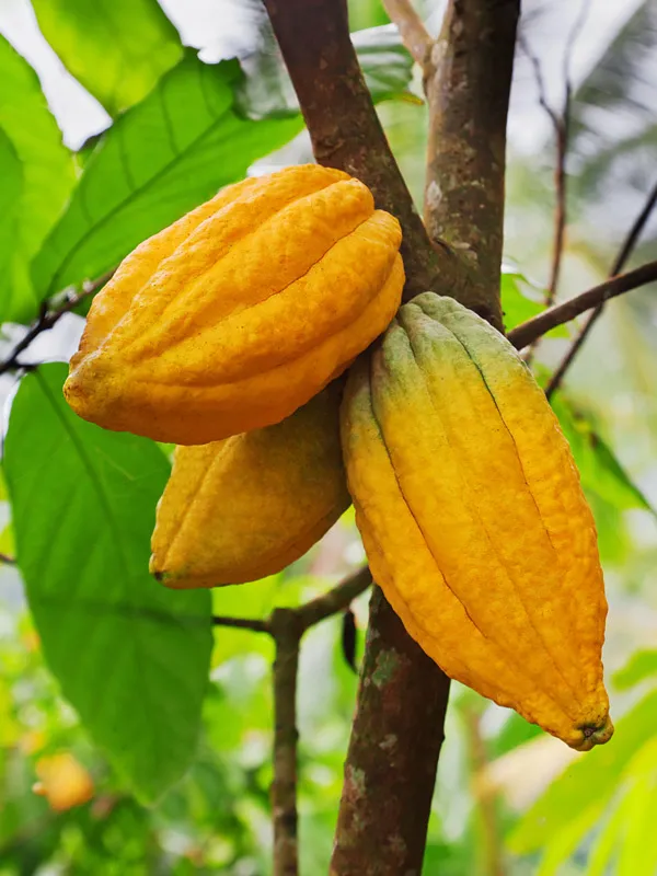 Yellow_Cocoa_Live_plant_Fruit_&_Fruit_Trees_Rare_Hybrid_Dwarf_"_Yellow_colour_Cocoa_Plant_&_Tree