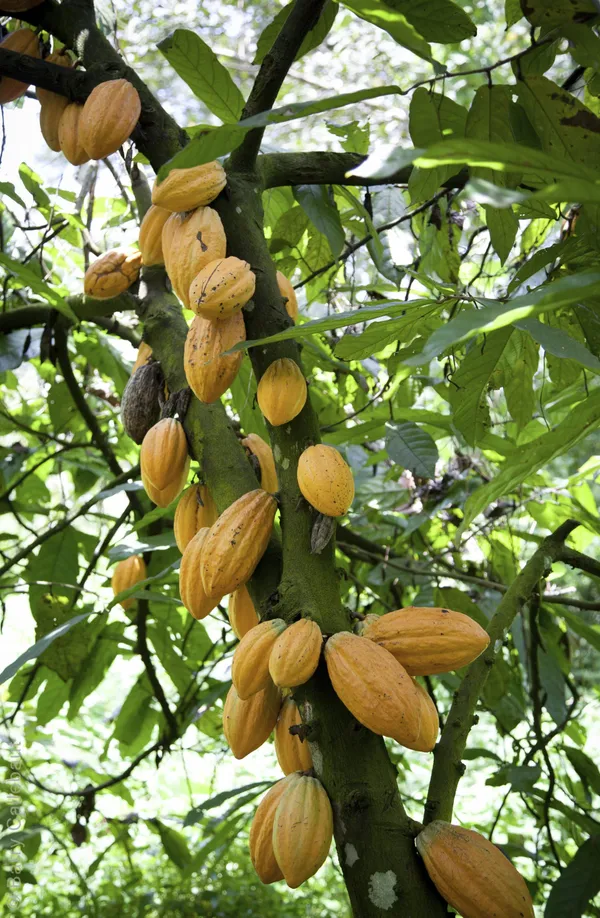 Yellow_Cocoa_Live_plant_Fruit_&_Fruit_Trees_Rare_Hybrid_Dwarf_"_Yellow_colour_Cocoa_Plant_&_Tree