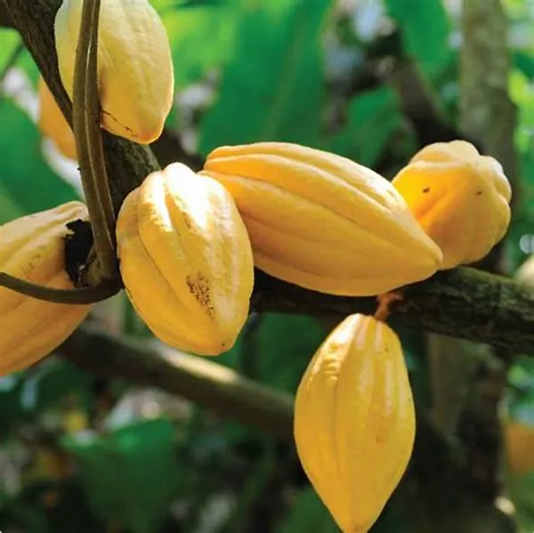 Yellow_Cocoa_Live_plant_Fruit_&_Fruit_Trees_Rare_Hybrid_Dwarf_"_Yellow_colour_Cocoa_Plant_&_Tree