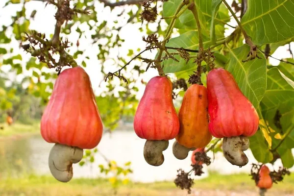 Grafted_Healthy_Live_Plant_"Red_Cashew_Nut_Apple"_Plant_&_Tree_|_Eigth_months_old_Plant