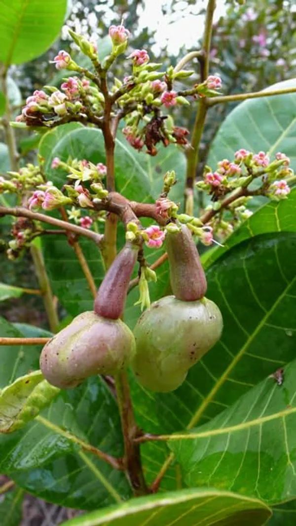 Grafted_Healthy_Live_Plant_"Red_Cashew_Nut_Apple"_Plant_&_Tree_|_Eigth_months_old_Plant