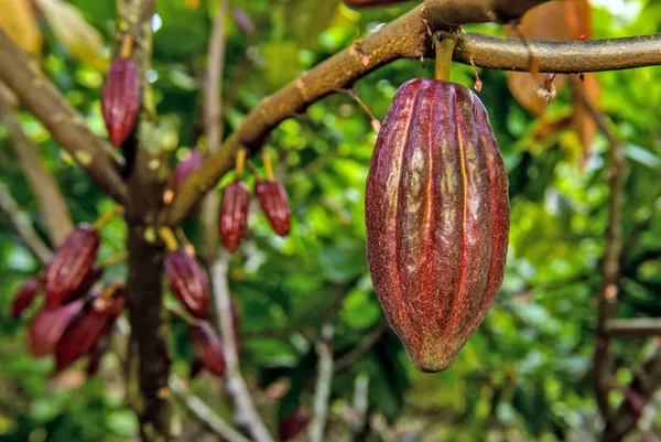 Red_Cocoa_Live_plant_Fruit_&_Fruit_Trees_Rare_Hybrid_Dwarf_"_Red_colour_Cocoa_Plant_&_Tree__Red