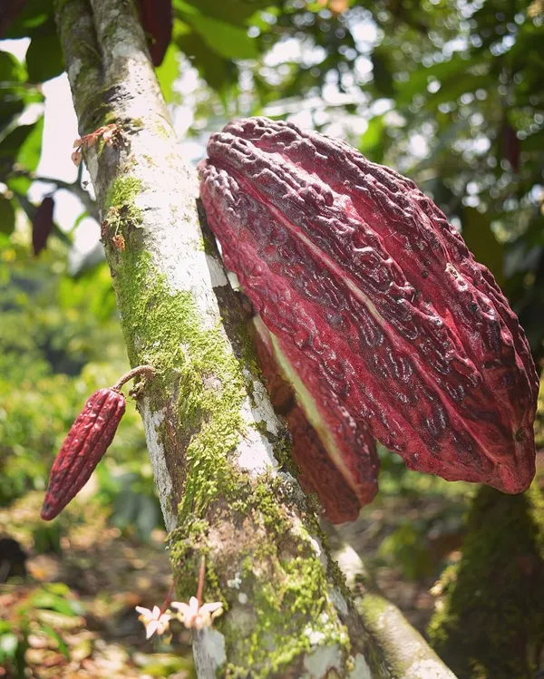 Red_Cocoa_Live_plant_Fruit_&_Fruit_Trees_Rare_Hybrid_Dwarf_"_Red_colour_Cocoa_Plant_&_Tree__Red