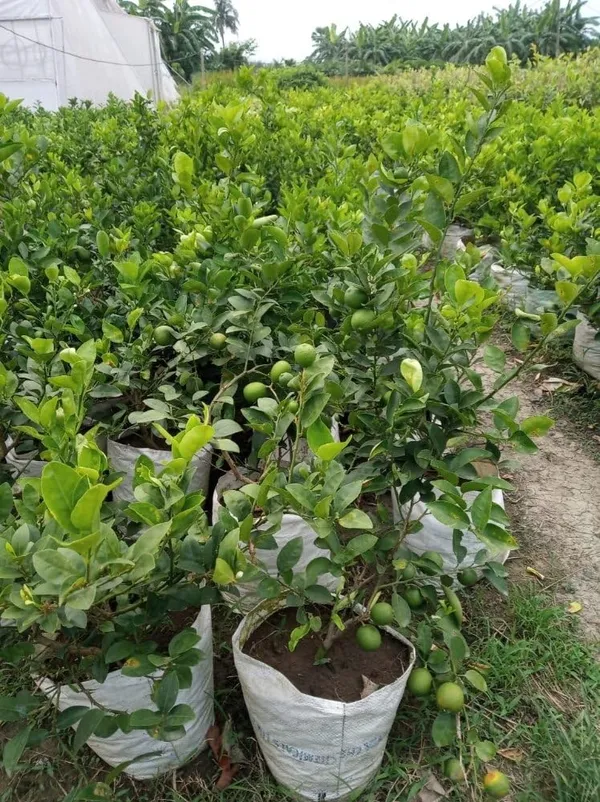 Thai_Kolkata_Pati_Lebu/Lemon_Live_Fruit_Plant_&_Tree