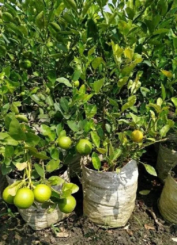 Thai_Kolkata_Pati_Lebu/Lemon_Live_Fruit_Plant_&_Tree