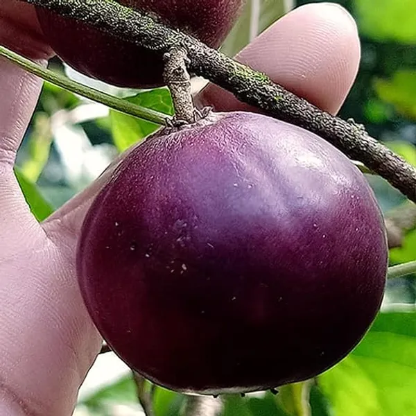 Tennis_Ball_Cherry_Cherries_Grafted_Live_Plant_1-2_Feet_Height
