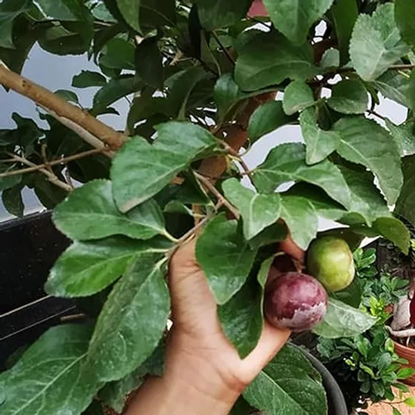 Tennis_Ball_Cherry_Cherries_Grafted_Live_Plant_1-2_Feet_Height