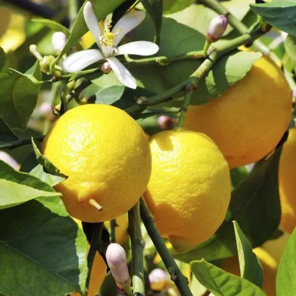 Grafted_Sweet_Lemon_Hybrid_Plant