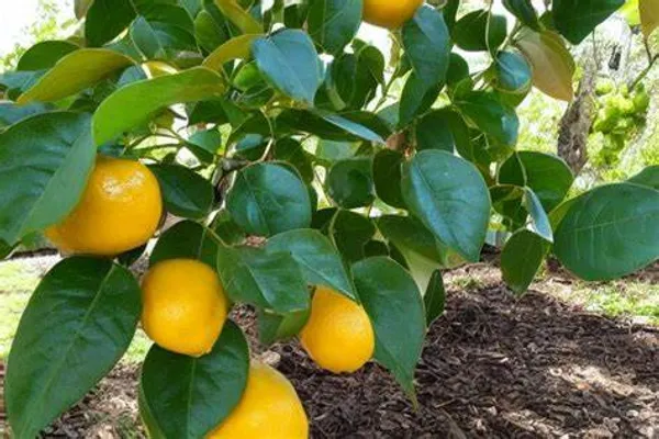 Grafted_Sweet_Lemon_Hybrid_Plant