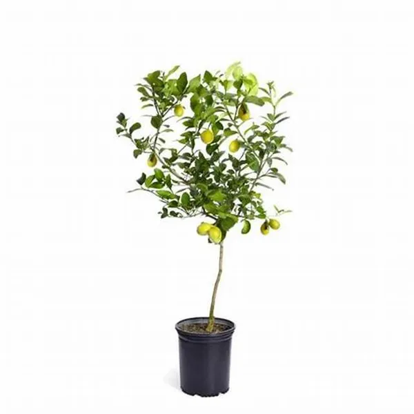 Grafted_Sweet_Lemon_Hybrid_Plant