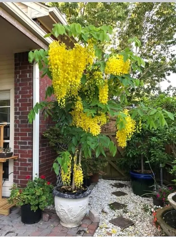 Golden_Shower/Amaltas/Indian_Laburnum_?/Sonali_Live_Plants_&_Tree_Healthy_Plant_In_Nursery_Grow_Bag
