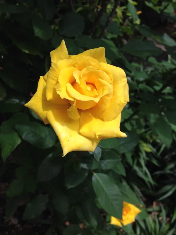 Yellow_Rose_Live_Flower_Plant