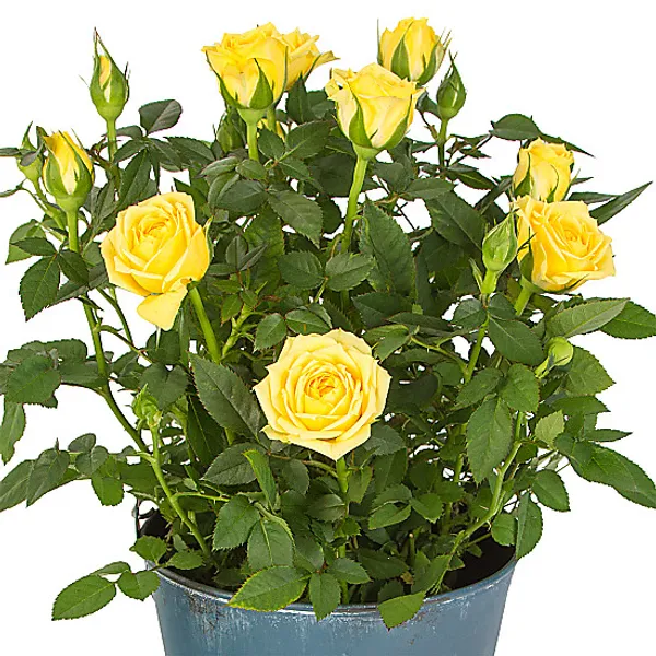 Yellow_Rose_Live_Flower_Plant