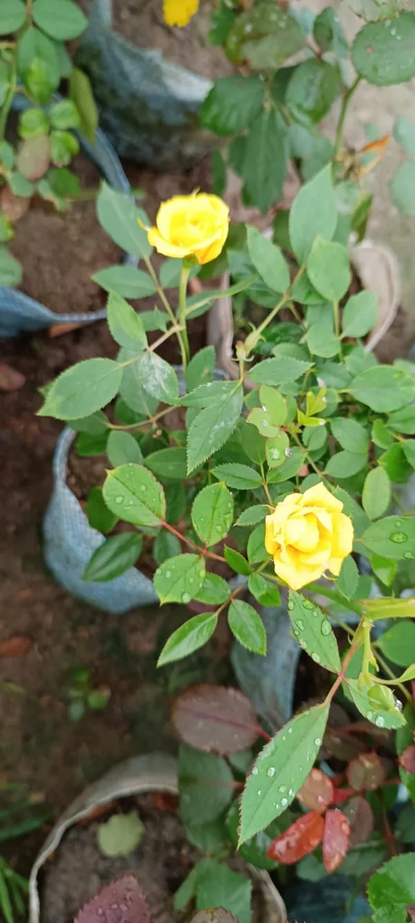 Yellow_Rose_Live_Flower_Plant