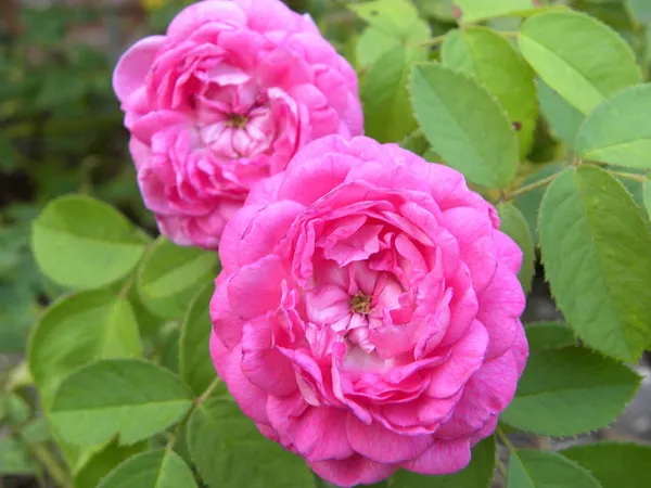 Pink_Rose_Grafted_Live_Plant