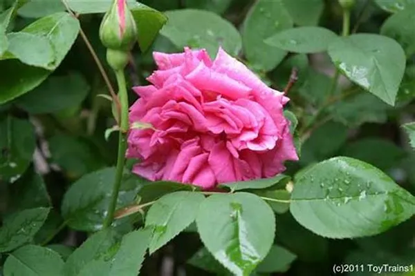Pink_Rose_Grafted_Live_Plant