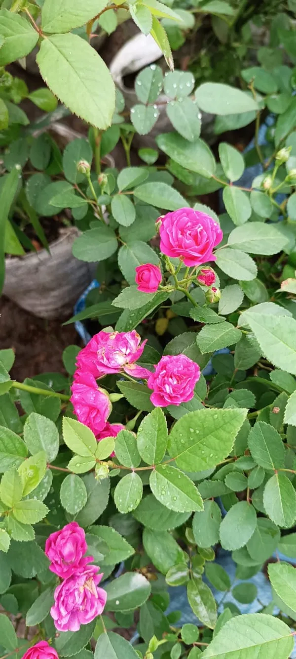 Pink_Rose_Grafted_Live_Plant