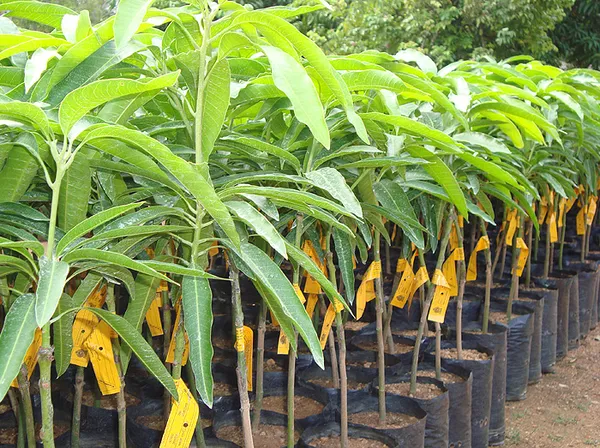 American_Red_Plamer_Mango_Plant