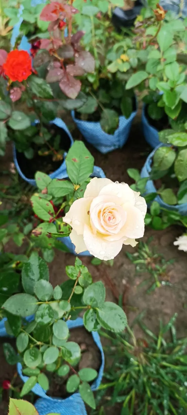 Rose_Live_Plant_Grafted